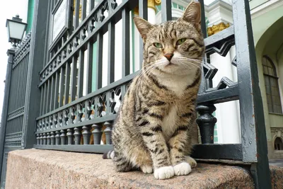 Кот или кошка: красивые картинки для скачивания