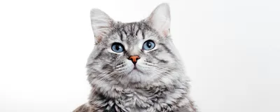 Фото Кот или кошка в формате webp: бесплатные картинки