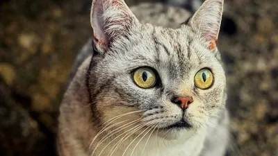 Кот или кошка: интересные картинки в png формате