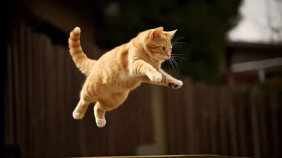 Кот или кошка: красивые фотографии для скачивания