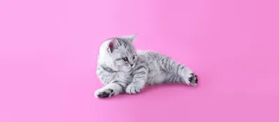 Фото Кот или кошка в формате webp: бесплатные фоновые обои