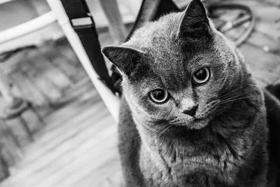 Фон Кот или кошка: обои с изображениями кошек