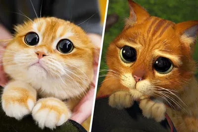 Кот или кошка: загадочные фото в разных форматах