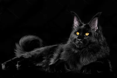 Кот мейн кун черный