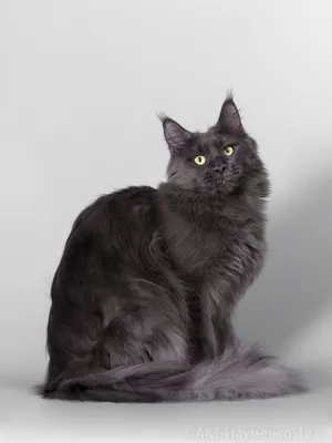 Фотография черного кота мейн кун в хорошем качестве