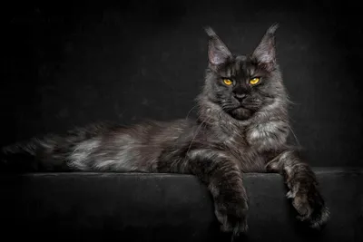 Кот мейн кун черный - фотография в формате PNG