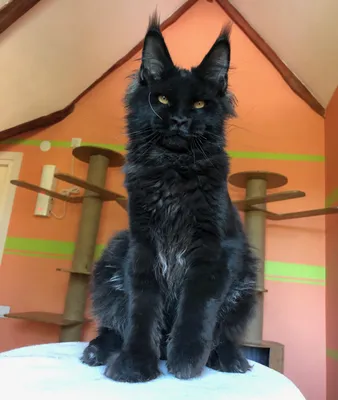 Фотография черного кота мейн кун в формате PNG