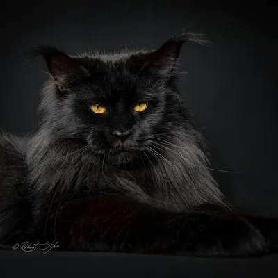 Кот мейн кун черного окраса на фотографии – бесплатно скачать