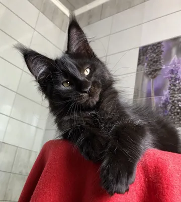 Фото черного кота породы мейн кун – JPG формат для загрузки