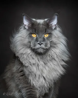 Фотография черного кота мейн кун в отличном качестве и высоком разрешении