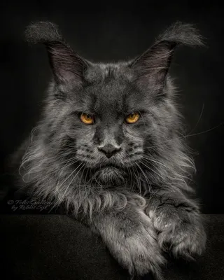 Кот мейн кун черный на фотографии – PNG формат