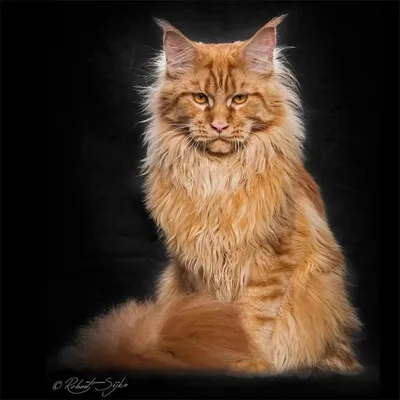 Фотография рыжего кота мейн куна в хорошем качестве