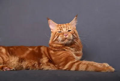 Чудесная фотография рыжего кота мейн куна
