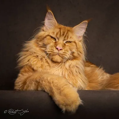 Фото сногсшибательного кота мейн куна рыжего окраса