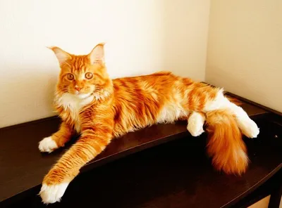 Изумительная фотография рыжего кота мейн куна