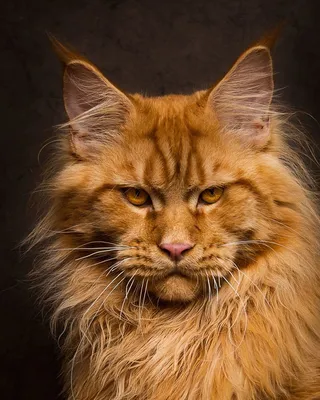 Великолепная фотография рыжего кота мейн куна