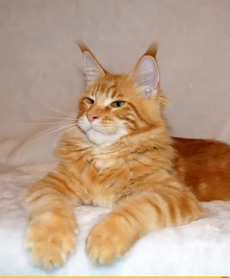 Волшебное изображение рыжего кота мейн куна