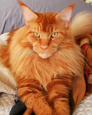 Пушистый рыжий кот мейн кун на фото
