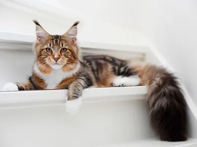 Очаровательный кот мейн кун: совершенное изображение для вашего профиля