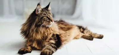 Большой и милый кот мейн кун: необычные фотографии из жизни питомца