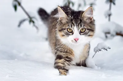 Кот в снегу фотографии