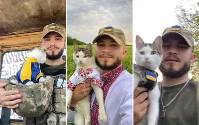 Военные кошки - картинки и фото koshka.top