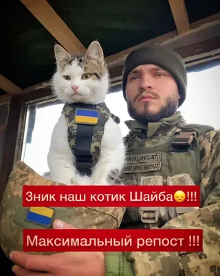 Военному под Херсоном вернули боевого кота Шайбу - детали, фото | РБК  Украина