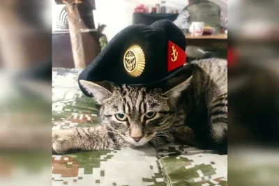 Котики войны | Пикабу