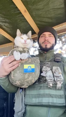 Кот украинского военного Шайба, который стал звездой сети, нашелся - фото