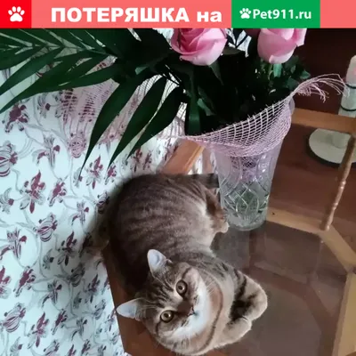 Пропал кот, ул. Военный городок, 65 | Pet911.ru