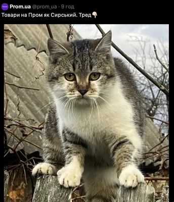 Пропал кот: Военный городок д. 18, Балашов, Саратовская область. | Pet911.ru