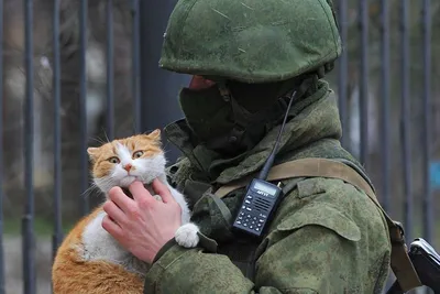 Сеть покорил боевой кот Бублик из АТО: мурлыка обожает наших военных и спас  на фронте жизни многих защитников Украины - кадры - | Диалог.UA