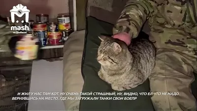 Мобилизованный «покрал» кота из магазина в Омске - Подъём