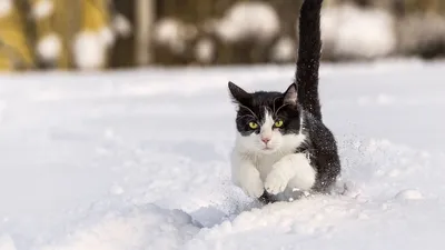Обои кот, зима, снег, прыжок картинки на рабочий стол, фото скачать  бесплатно