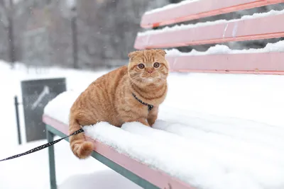 Снежный кот | Пикабу
