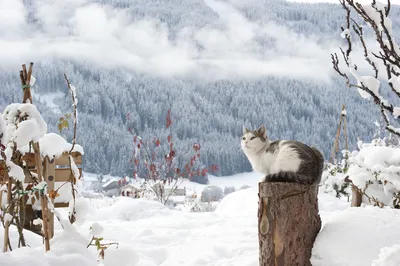 Кошки и снег – поведение кошек в снегопад