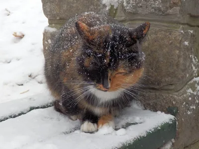 Просто зимний кот | Пикабу