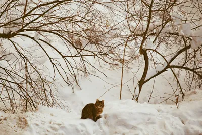 зимний кот :: Максим Вышарь – Социальная сеть ФотоКто