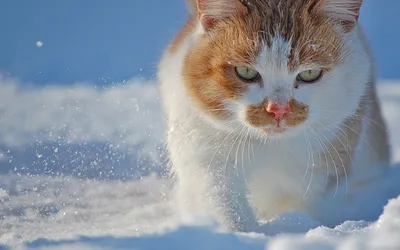 Картина с котом \"Снежок\". Зимний кот, кот под снегом, котик купить в  интернет-магазине Ярмарка Мастеров по цене 2500 ₽ – S8U7WBY | Картины,  Самара - доставка по России