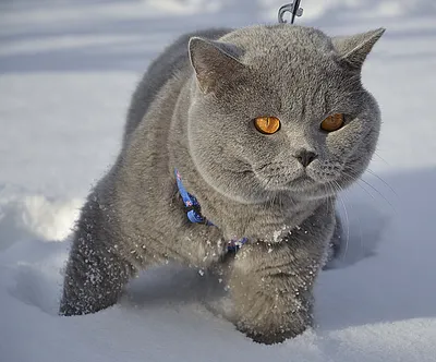 Кошка зимой | Кошки