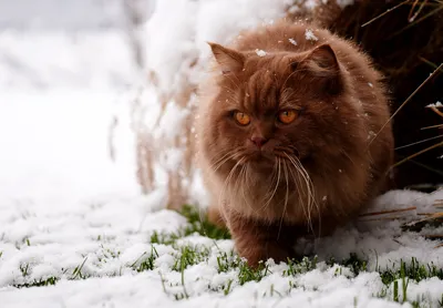 Кошка зимой в снегу стоковое изображение. изображение насчитывающей  млекопитающее - 159533565