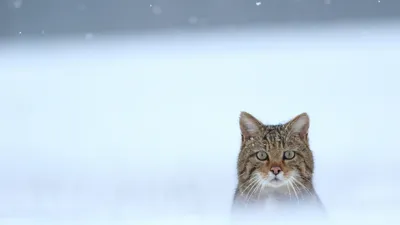 Рыжий кот зимой в снегу обои на рабочий стол - Qapper.ru