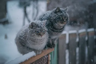 Палассов кот зимой, снегопад, дикая …» — создано в Шедевруме