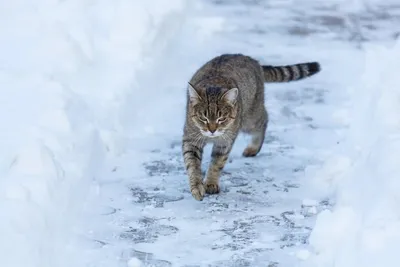 The grey cat started to jump from the tree in winter Кот прыгает с дерева  зимой Stock Photo | Adobe Stock