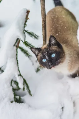 Кошки зимой