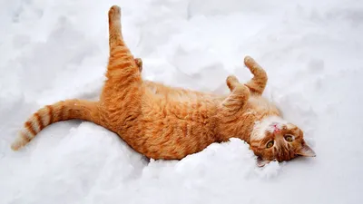 Рисунок зимний кот - 49 фото