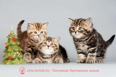 Котенок мальчик 1,5 месяца. Отдам только в хорошие руки.: 20 000 сум -  Кошки Ташкент на Olx