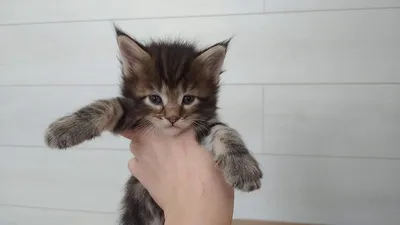 Подобрали котенка с улицы: что делать? - Кошки обзор на Gomeovet