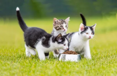 Чем кормить котенка-британца: рацион питания по возрасту | Royal Canin UA