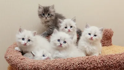Как кормить котёнка в 3 месяца сухим кормом?